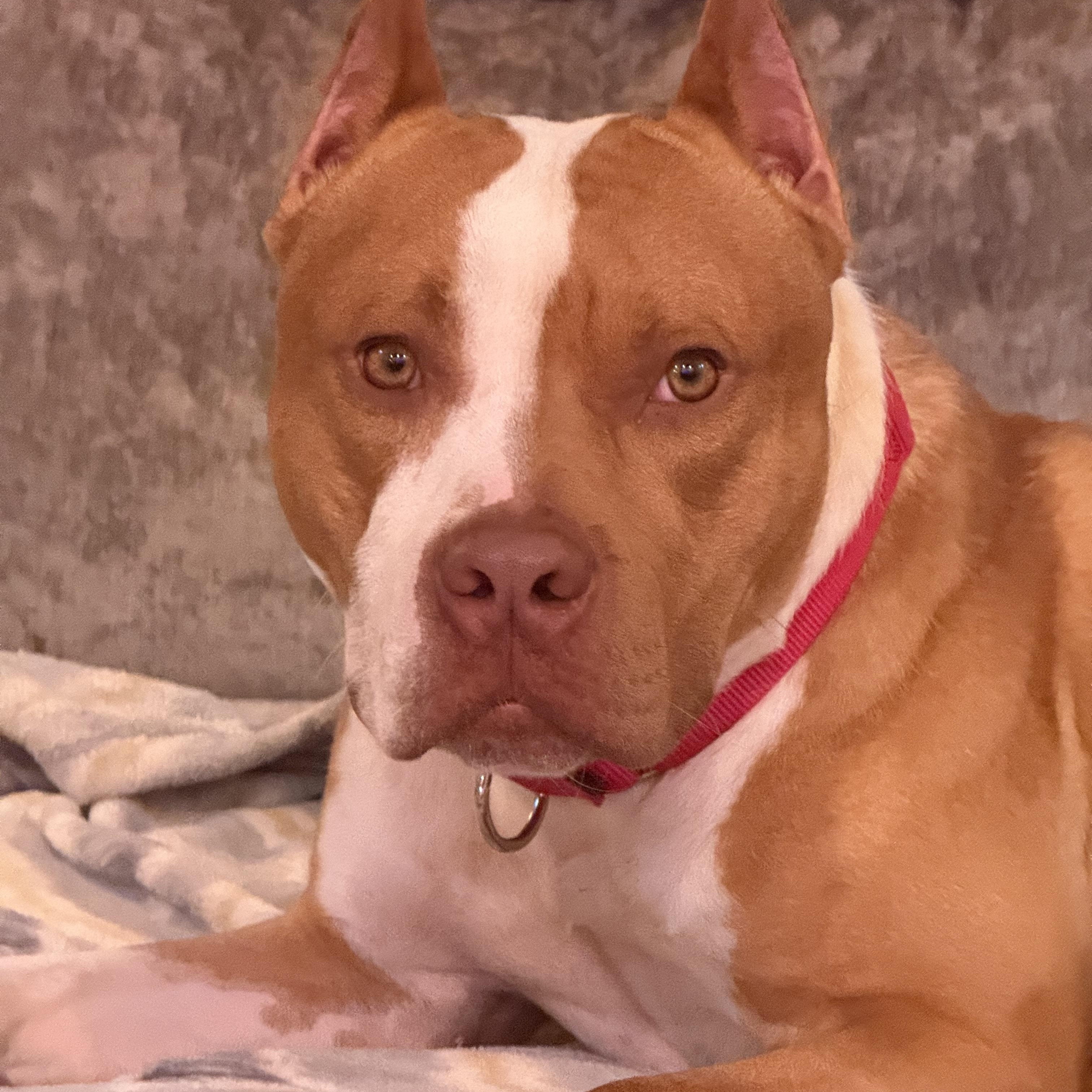 Enlarge Travis, an adopted Pit Bull Terrier in Knoxville, TN image 2/6
