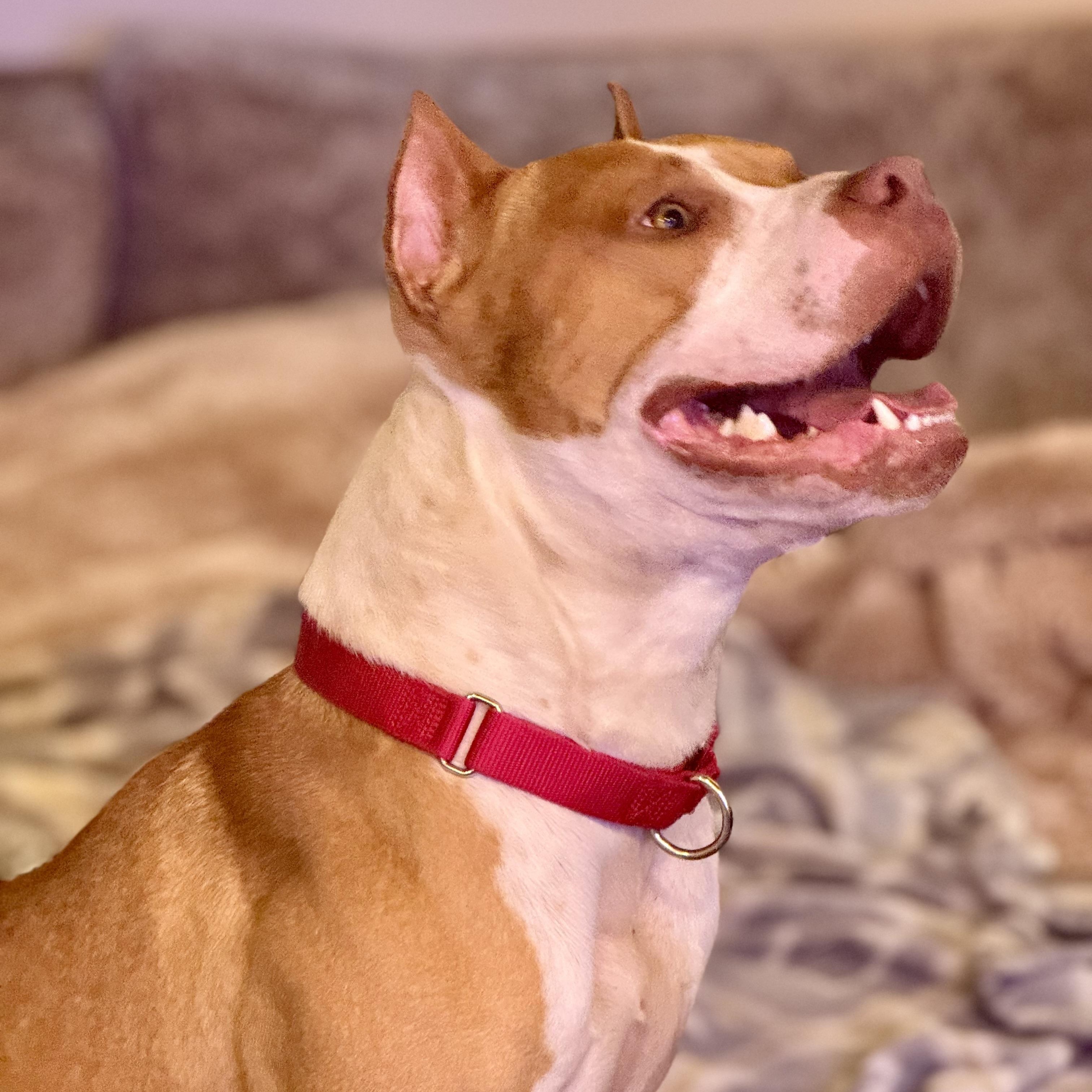 Enlarge Travis, an adopted Pit Bull Terrier in Knoxville, TN image 5/6