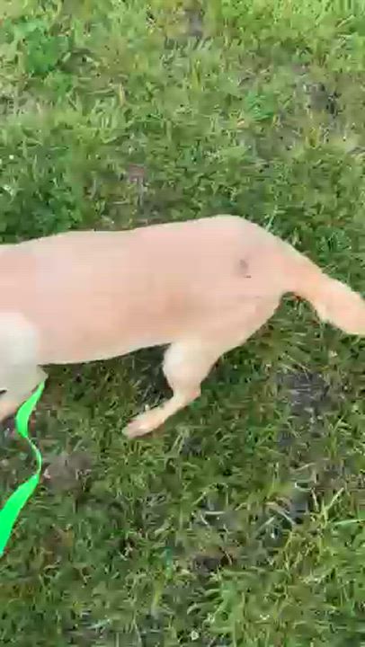 Enlarge Xena, a Adoptable Mixed Breed in McArthur, OH video 3/3