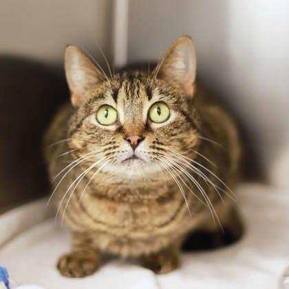 Enlarge Sultrine, a Adoptable mixed breed in Atlanta, GA image 1/3