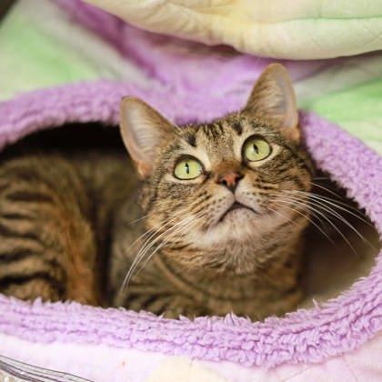 Enlarge Sultrine, a Adoptable mixed breed in Atlanta, GA image 2/3