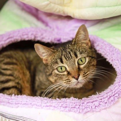 Enlarge Sultrine, a Adoptable mixed breed in Atlanta, GA image 3/3