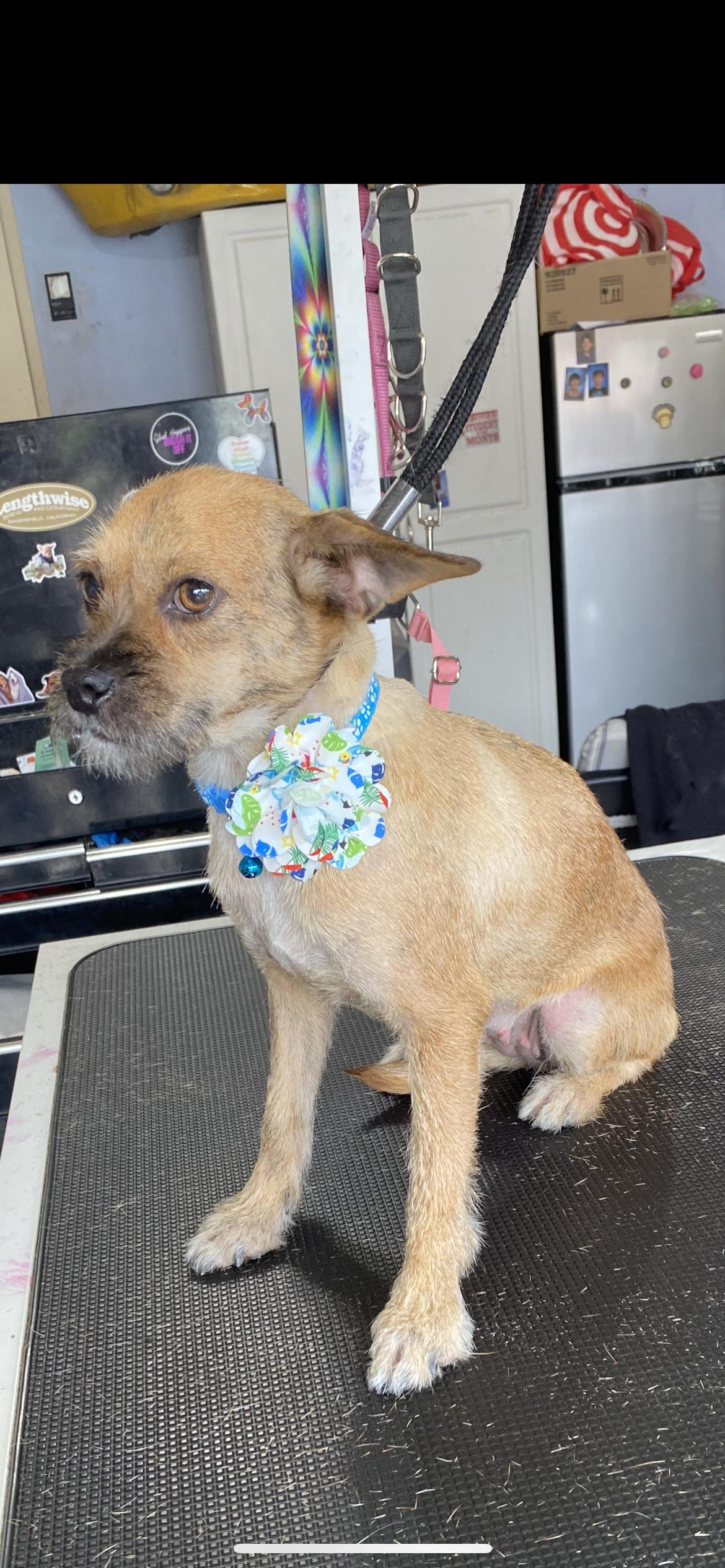 Enlarge Harley, an adopted mixed breed in Hamden, CT image 6/6