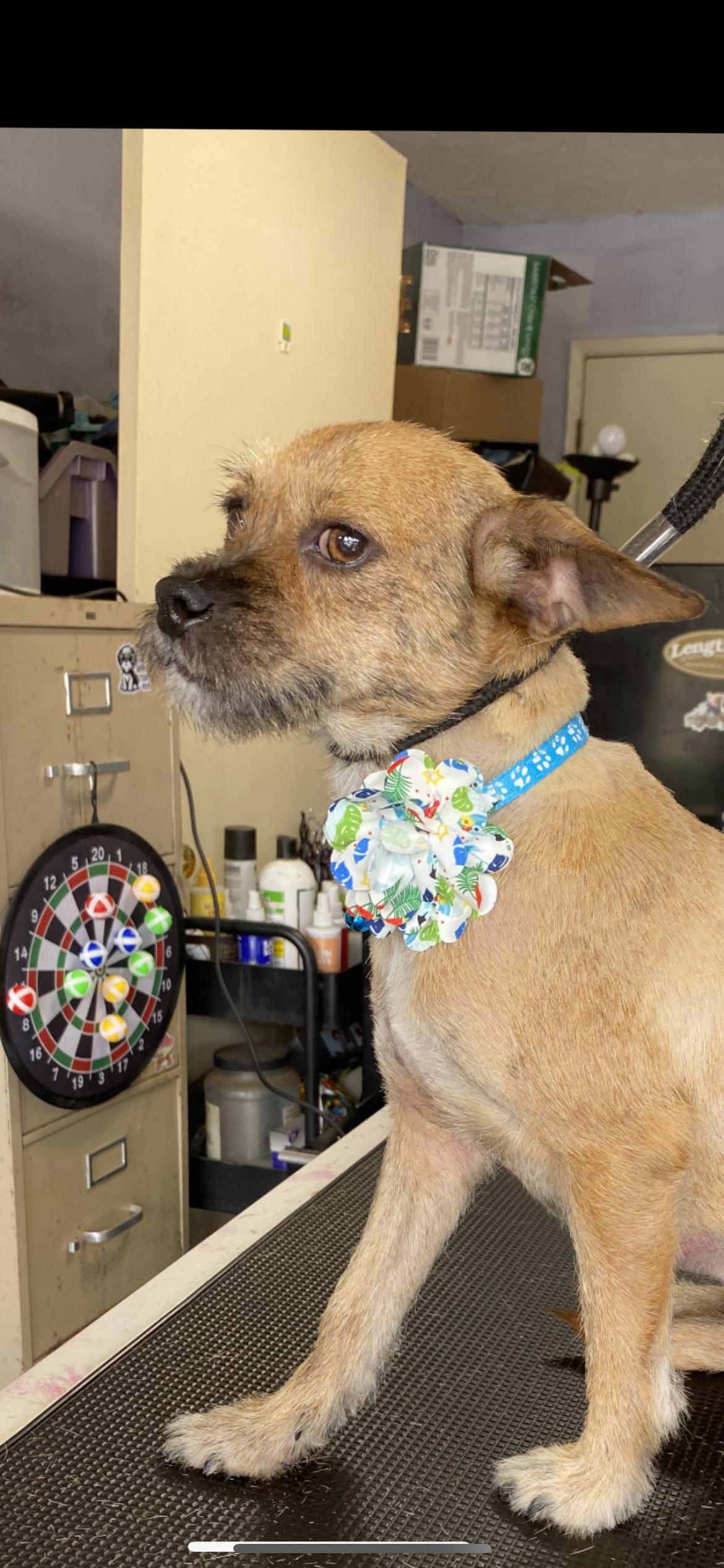 Enlarge Harley, an adopted mixed breed in Hamden, CT image 5/6