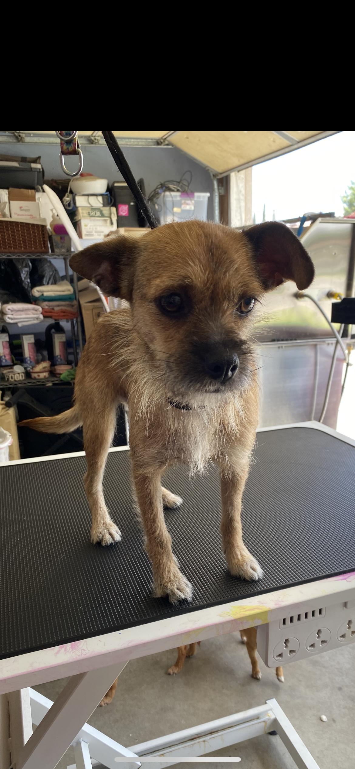 Enlarge Harley, an adopted mixed breed in Hamden, CT image 4/6