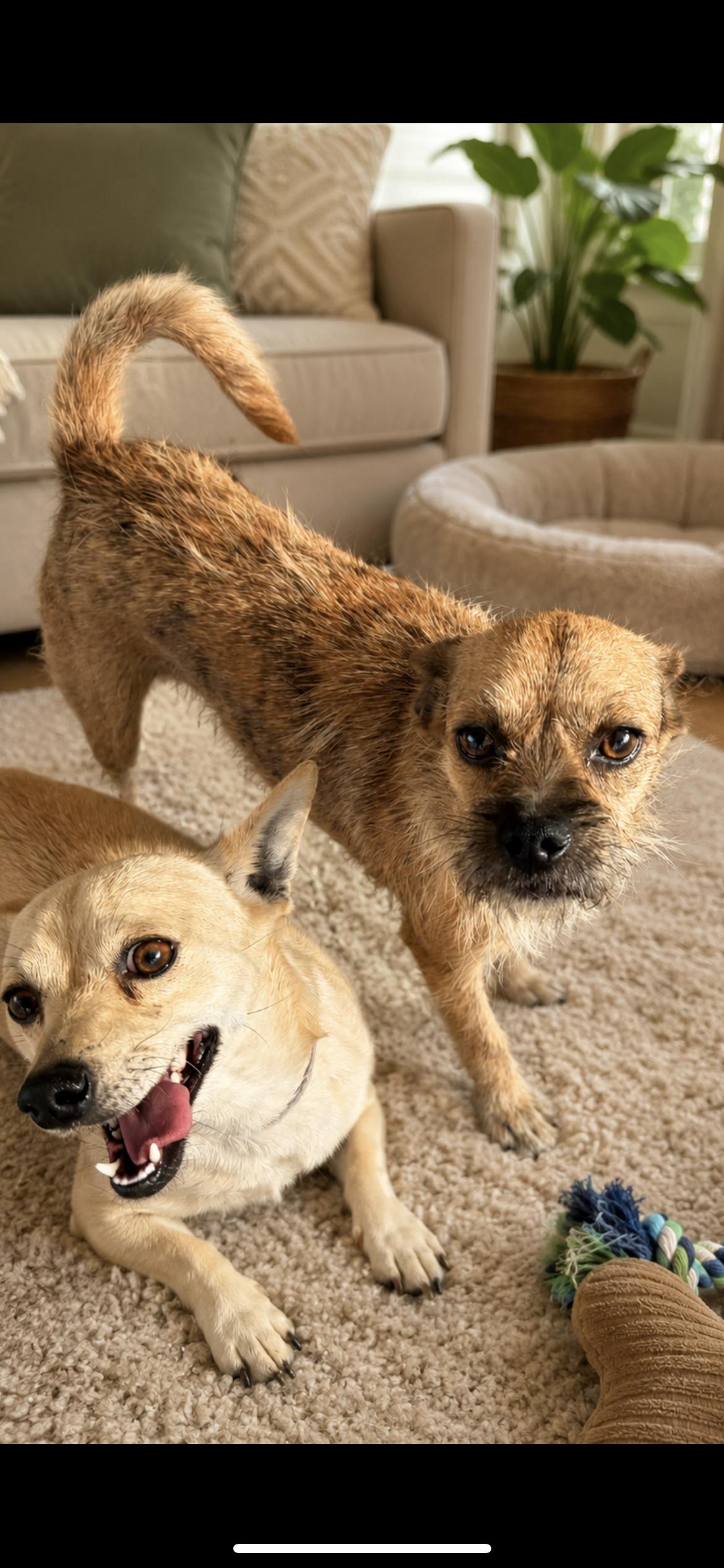 Enlarge Harley, an adopted mixed breed in Hamden, CT image 2/6