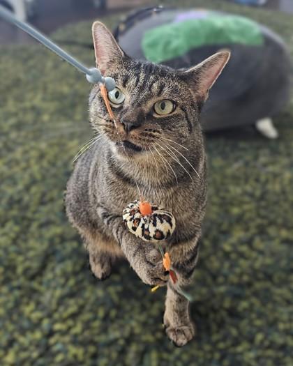 Dill Pickle, Adoptable, Adult Female Domestic Short Hair & Domestic Short Hair.