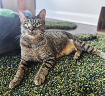 Dill Pickle, a Adoptable Domestic Short Hair in Washington, DC image 2/3