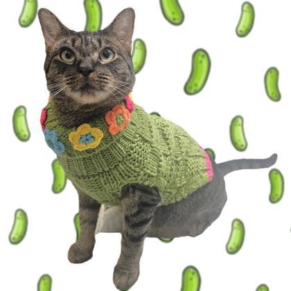 Dill Pickle, a Adoptable Domestic Short Hair in Washington, DC image 3/3