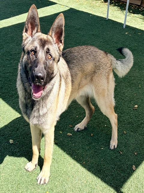 SAMSON, Adoptable, Young Male German Shepherd Dog.