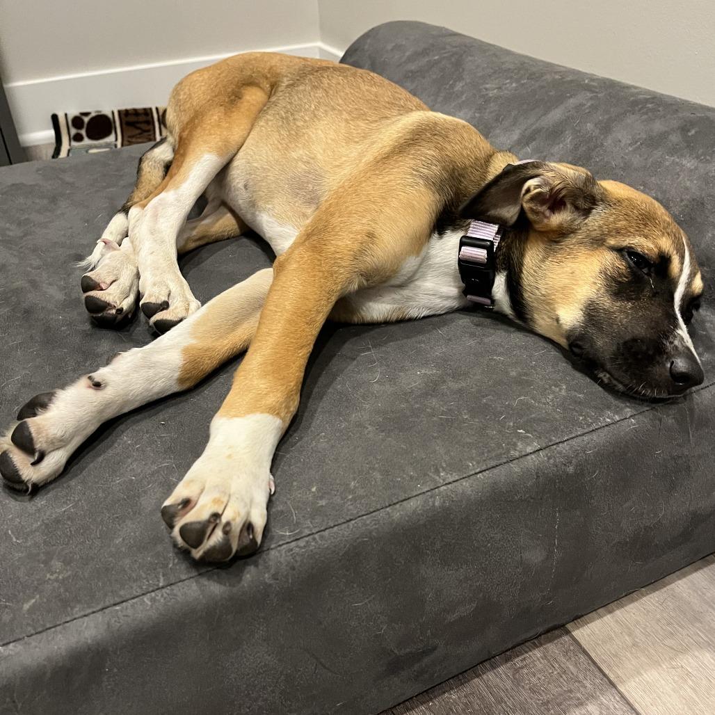 Tulip, Adoptable, Young Female Retriever & Mixed Breed.