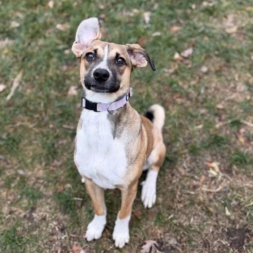 Tulip, a Adoptable mixed breed in Chaska, MN image 4/6