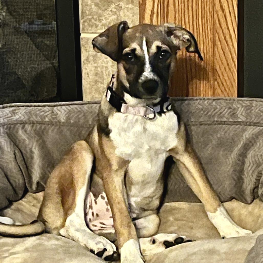 Tulip, a Adoptable mixed breed in Chaska, MN image 5/6