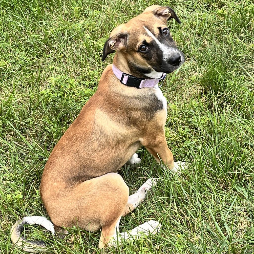 Tulip, a Adoptable mixed breed in Chaska, MN image 6/6