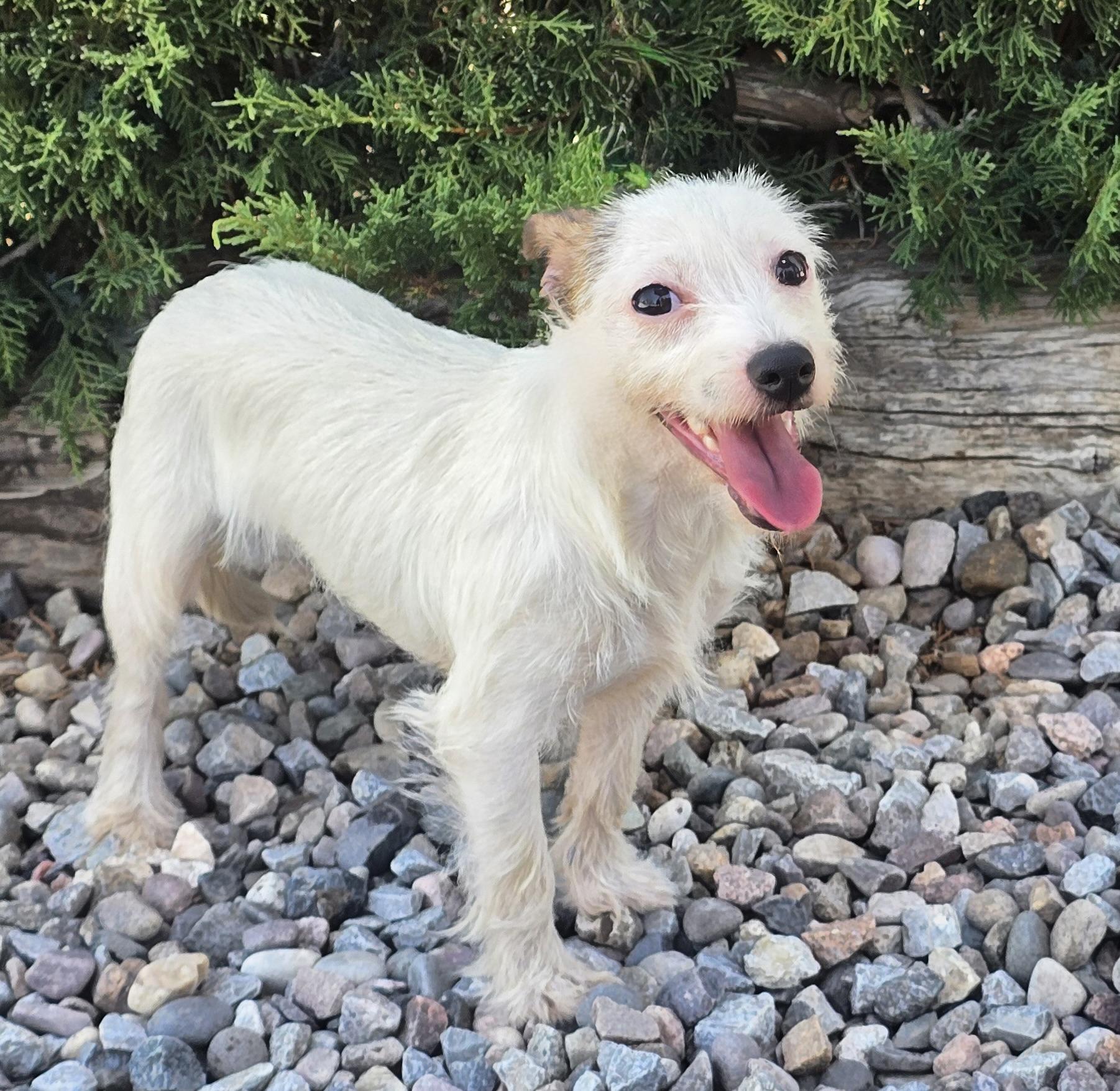 Luminous Lil Ms Louise - Cuddly Cute Maltizer - LOADS of LOVE, Adoptable, Young Female Maltese & Miniature Schnauzer.