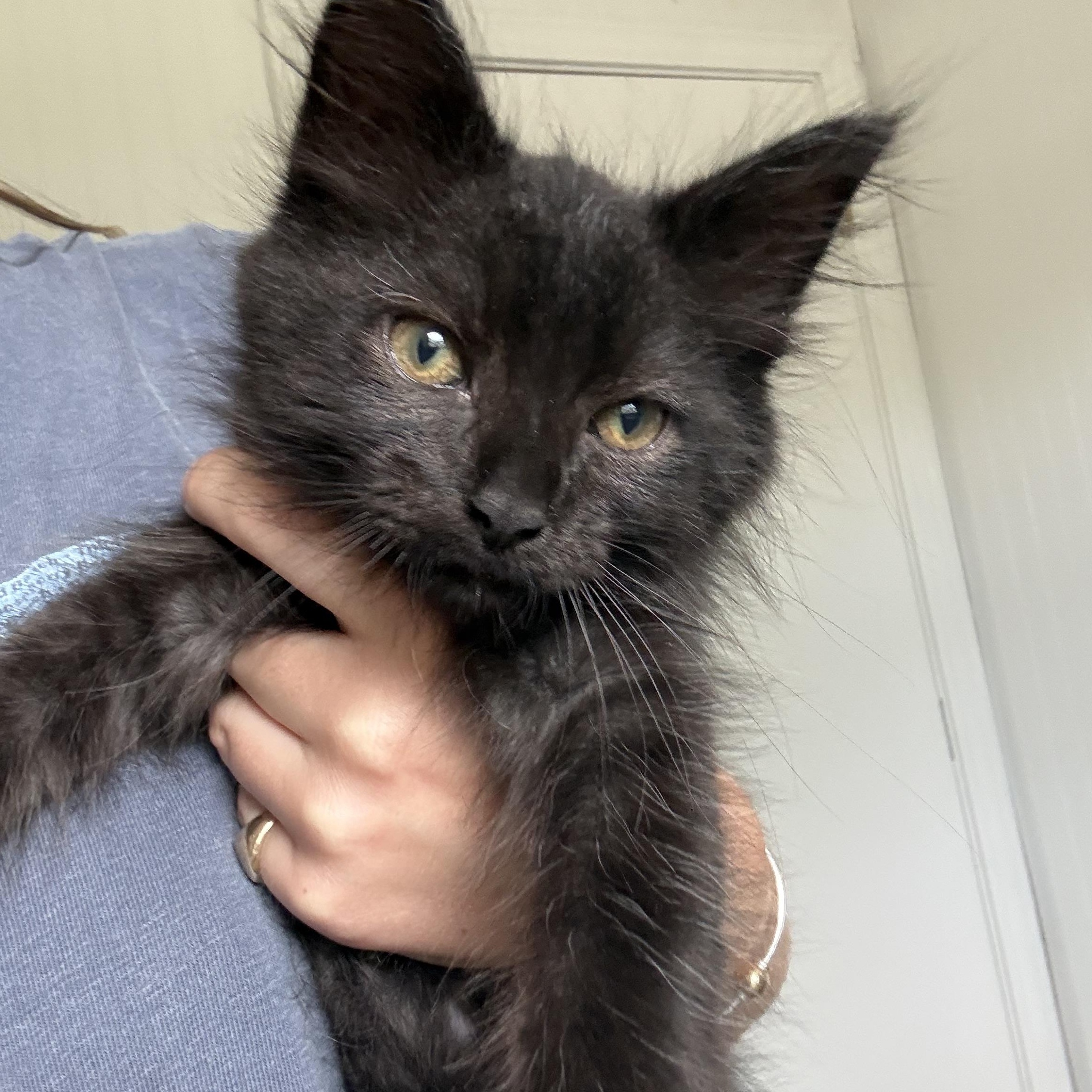 Pickle (aka LOL), an adopted Domestic Medium Hair in Salisbury, MA image 1/3