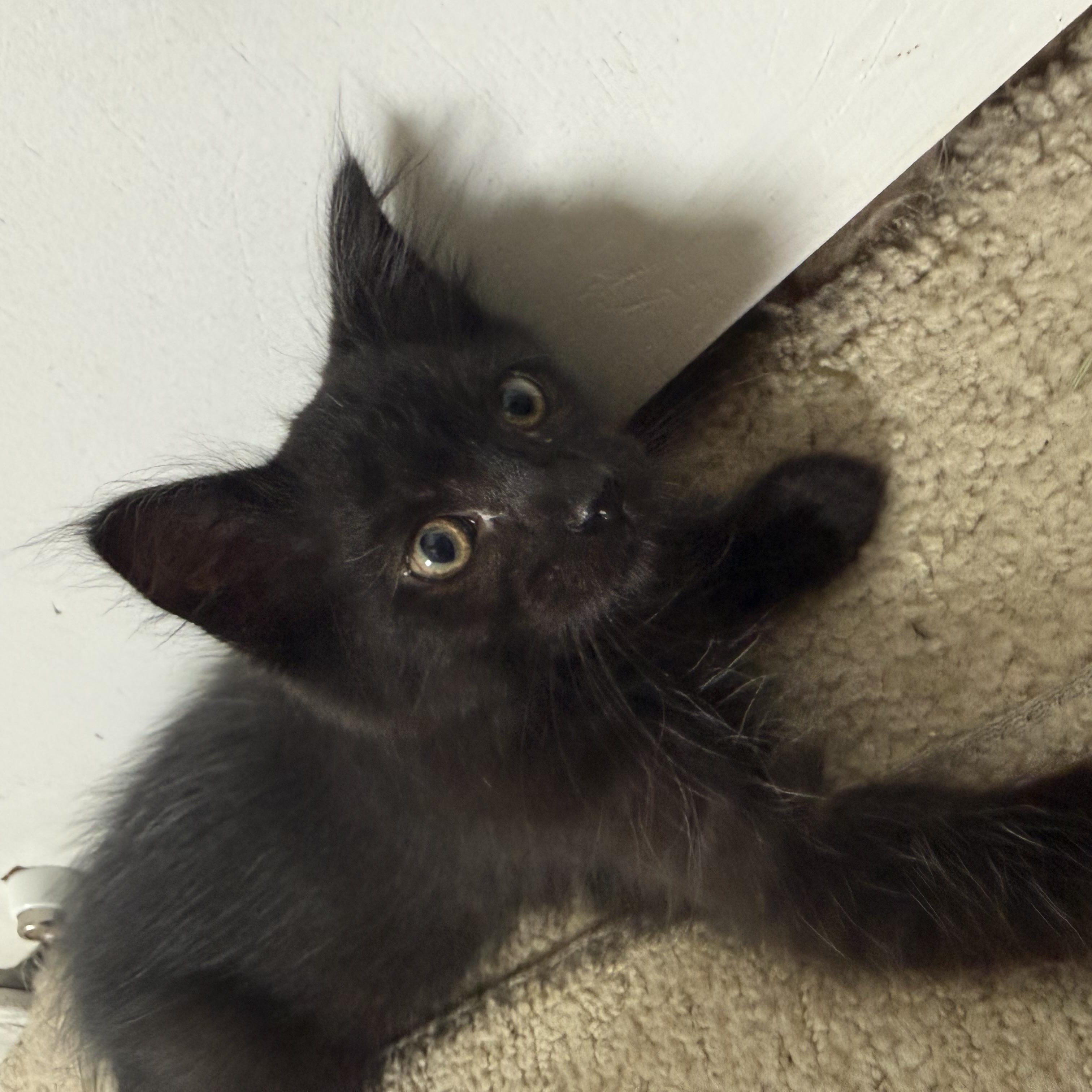 Pickle (aka LOL), an adopted Domestic Medium Hair in Salisbury, MA image 2/3