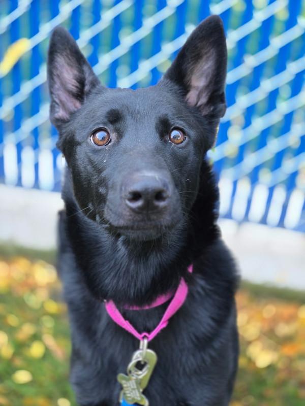 Enlarge Olive, a Adoptable mixed breed in Kennewick, WA image 1/1