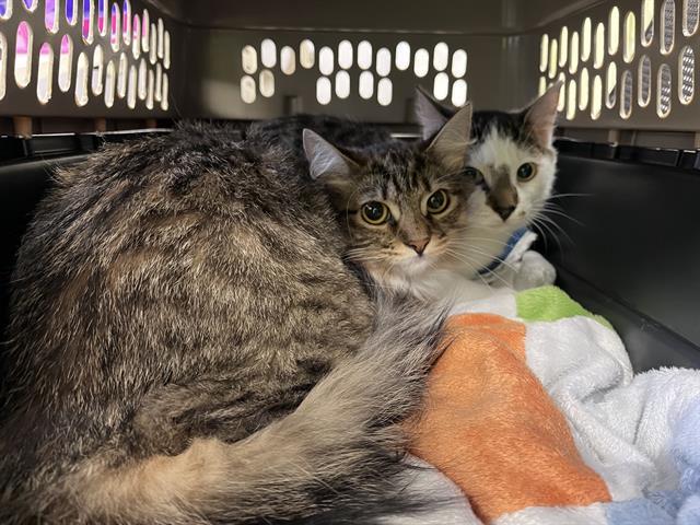 CARAMEL, Adoptable, Young Female Domestic Medium Hair.