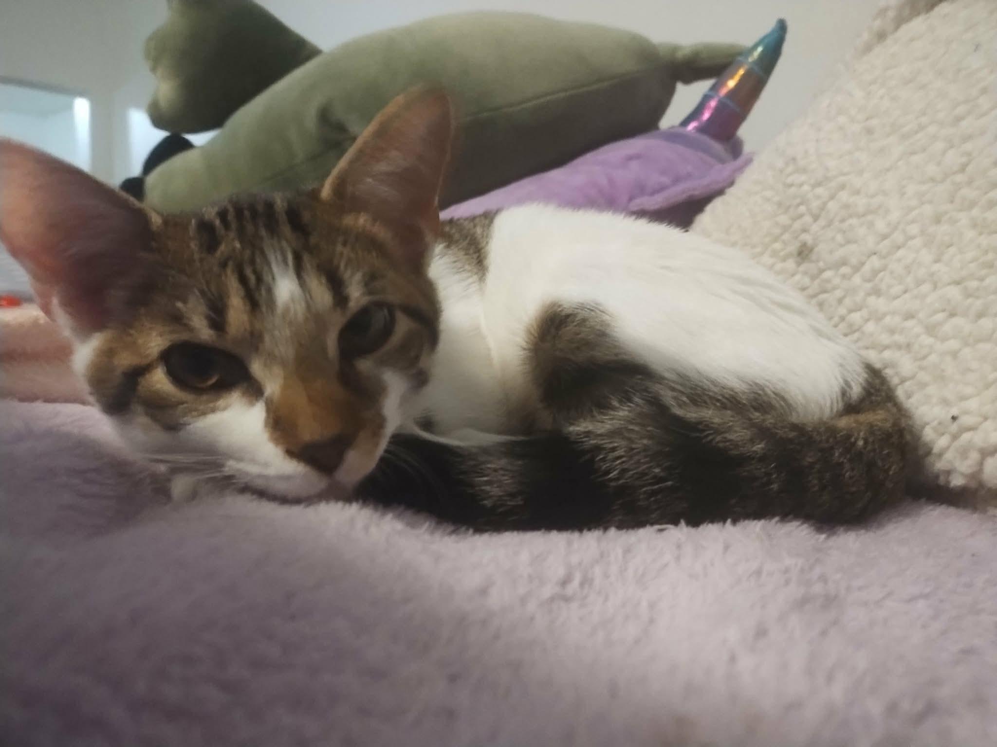 Enlarge Tiny, a Adoptable Domestic Short Hair in Woonsocket, RI image 2/5