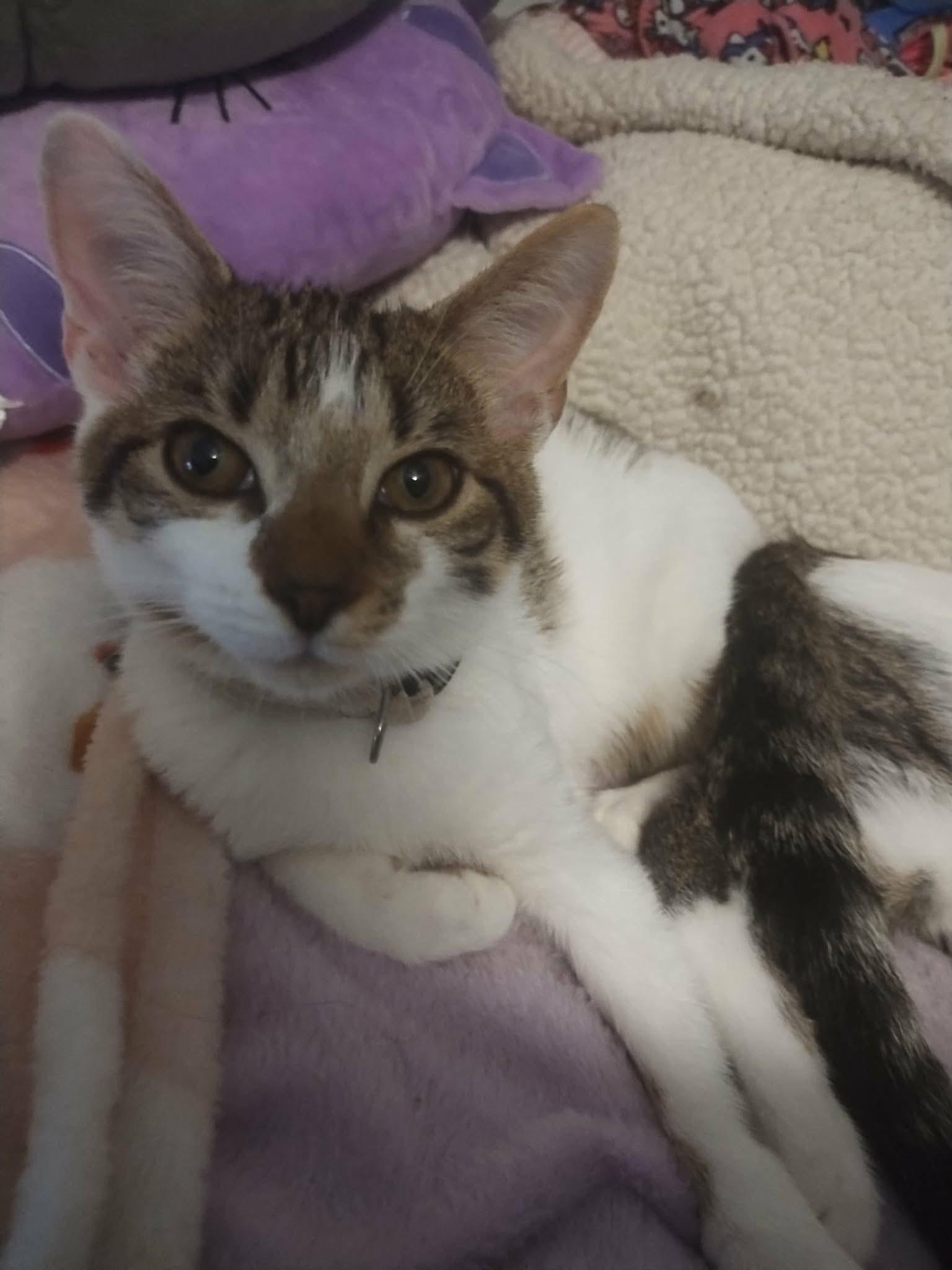 Tiny, Adoptable, Kitten Female Domestic Short Hair.