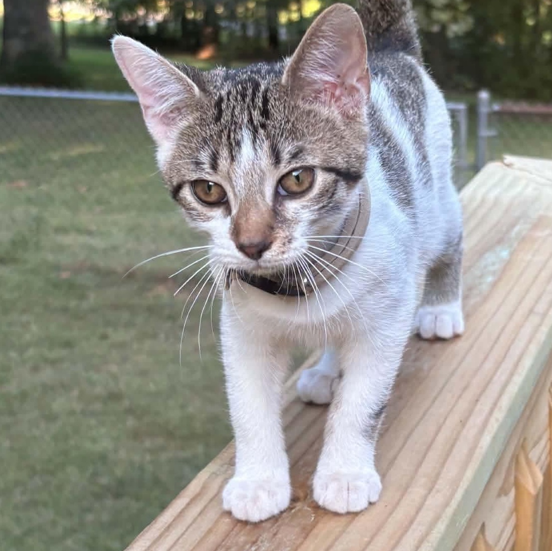 Enlarge Tiny, a Adoptable Domestic Short Hair in Woonsocket, RI image 3/5