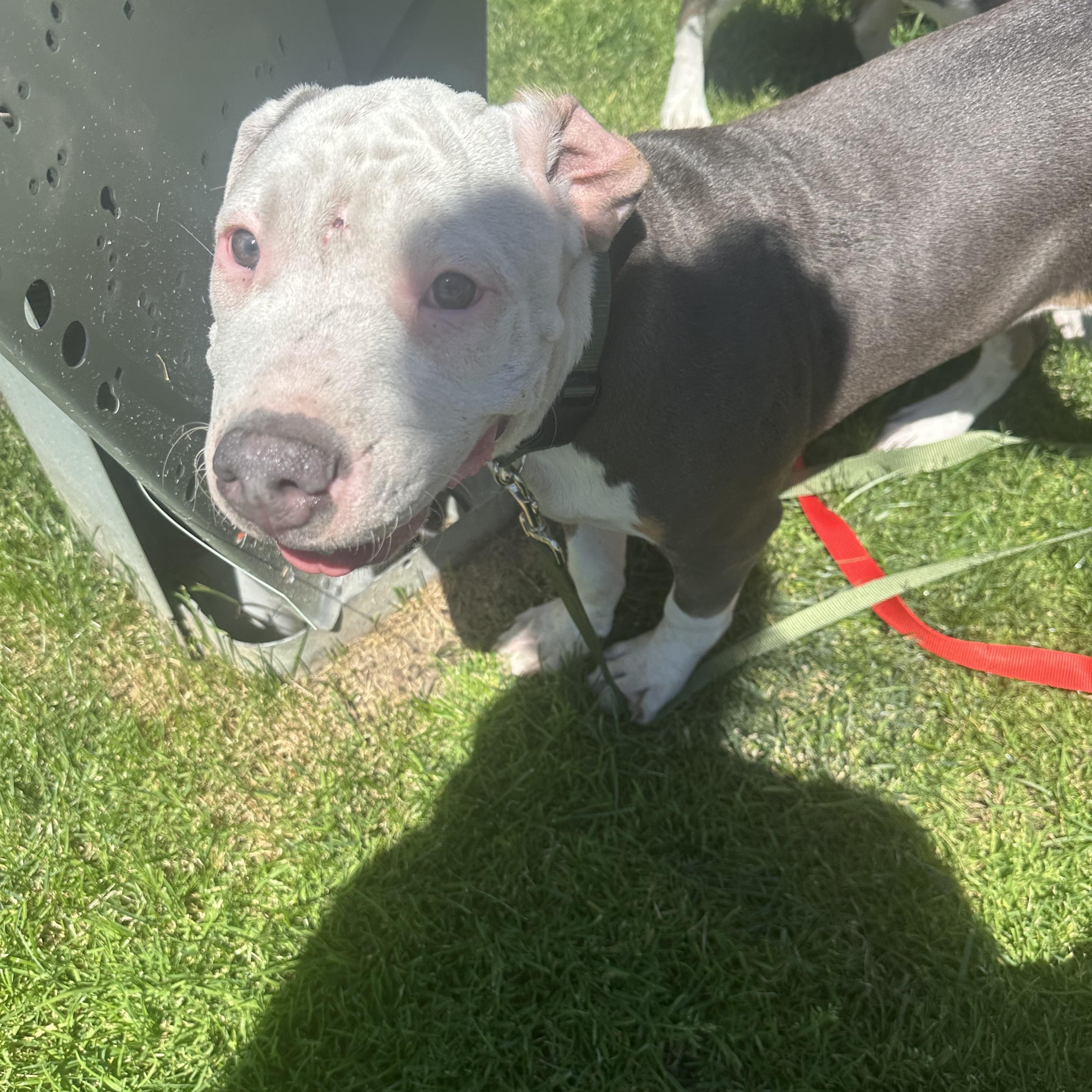 Lefty, an adoptable Mixed Breed in Missoula, MT, 59804 | Photo Image 1