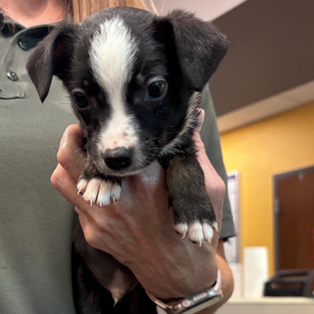 Enlarge Ezra, a Adoptable mixed breed in Bend, OR image 1/1