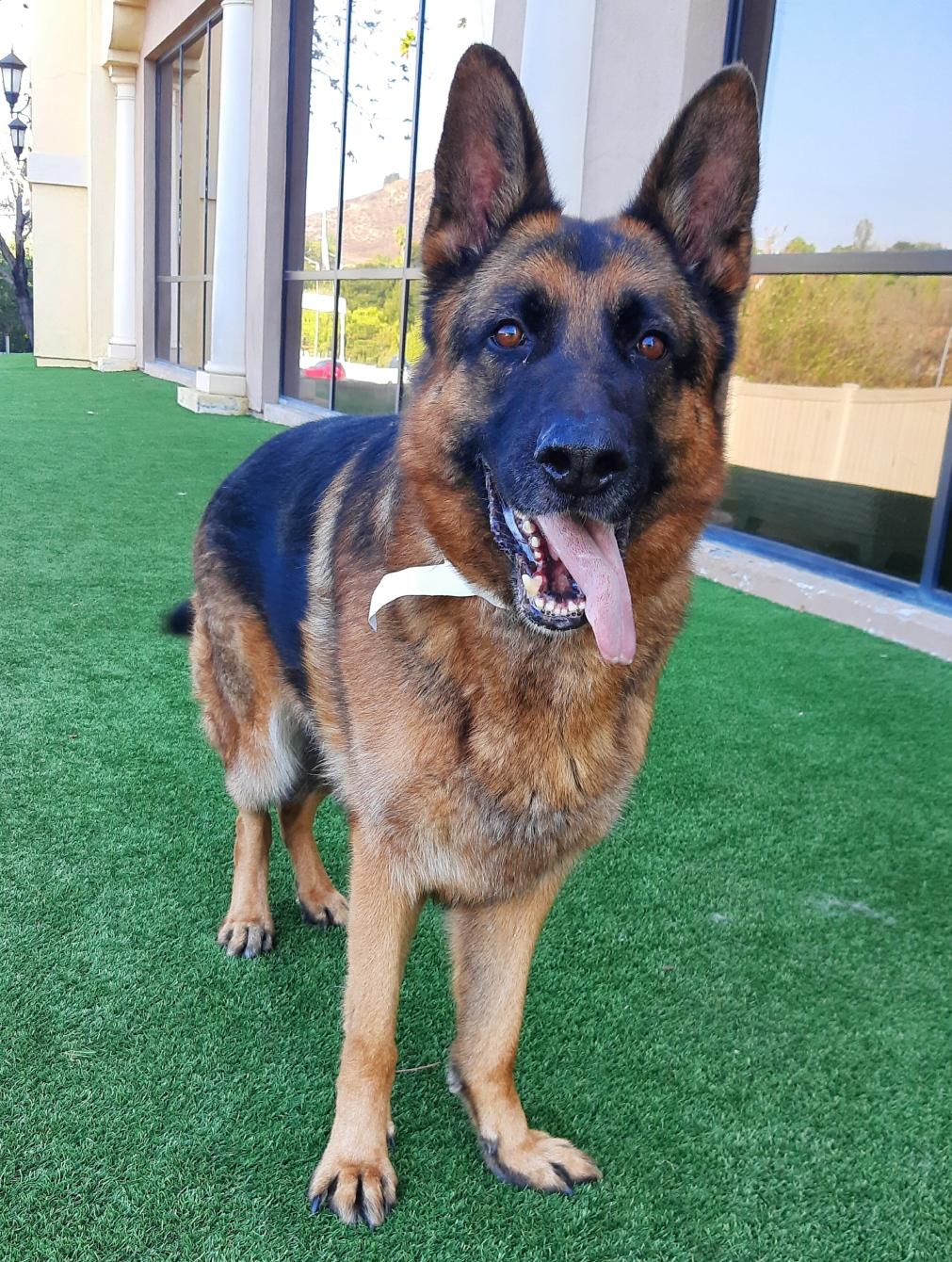 Enlarge EMMANUEL, a ADOPTABLE German Shepherd Dog in Los Angeles, CA image 1/2