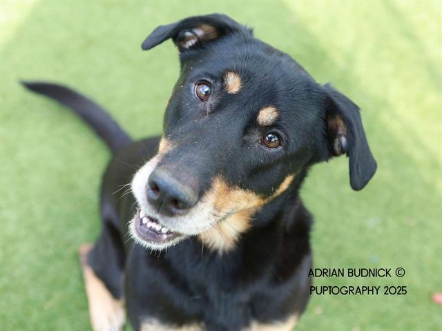 Enlarge GERTY, a Adoptable Mixed Breed in Nashville, TN image 1/1