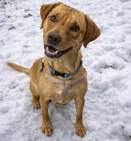 Kylar, Adoptable, Adult Female Labrador Retriever & Mixed Breed.