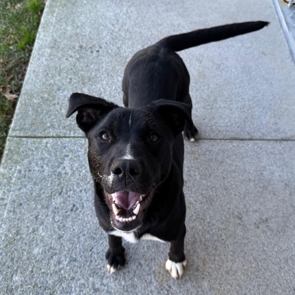 Enlarge Bellarose Bonez, a Adoptable mixed breed in Martinsville, VA image 1/6