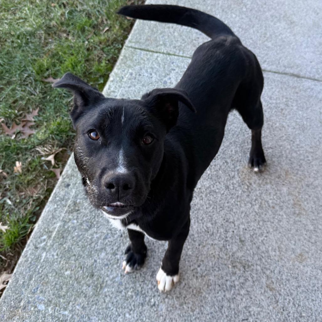 Enlarge Bellarose Bonez, a Adoptable mixed breed in Martinsville, VA image 2/6