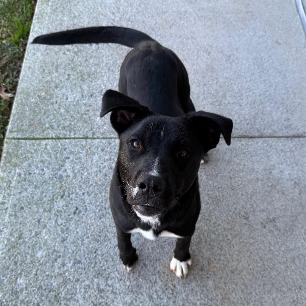 Enlarge Bellarose Bonez, a Adoptable mixed breed in Martinsville, VA image 3/6