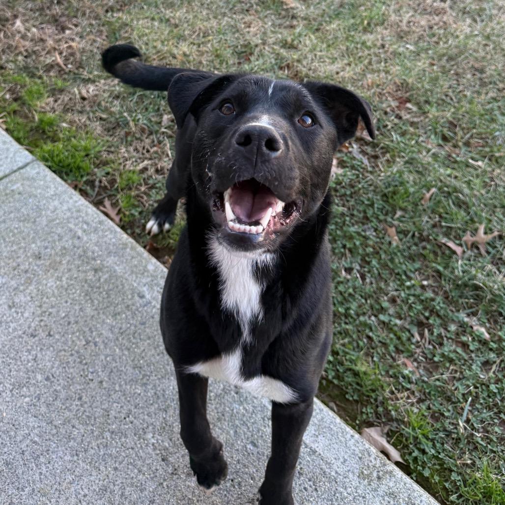 Enlarge Bellarose Bonez, a Adoptable mixed breed in Martinsville, VA image 5/6