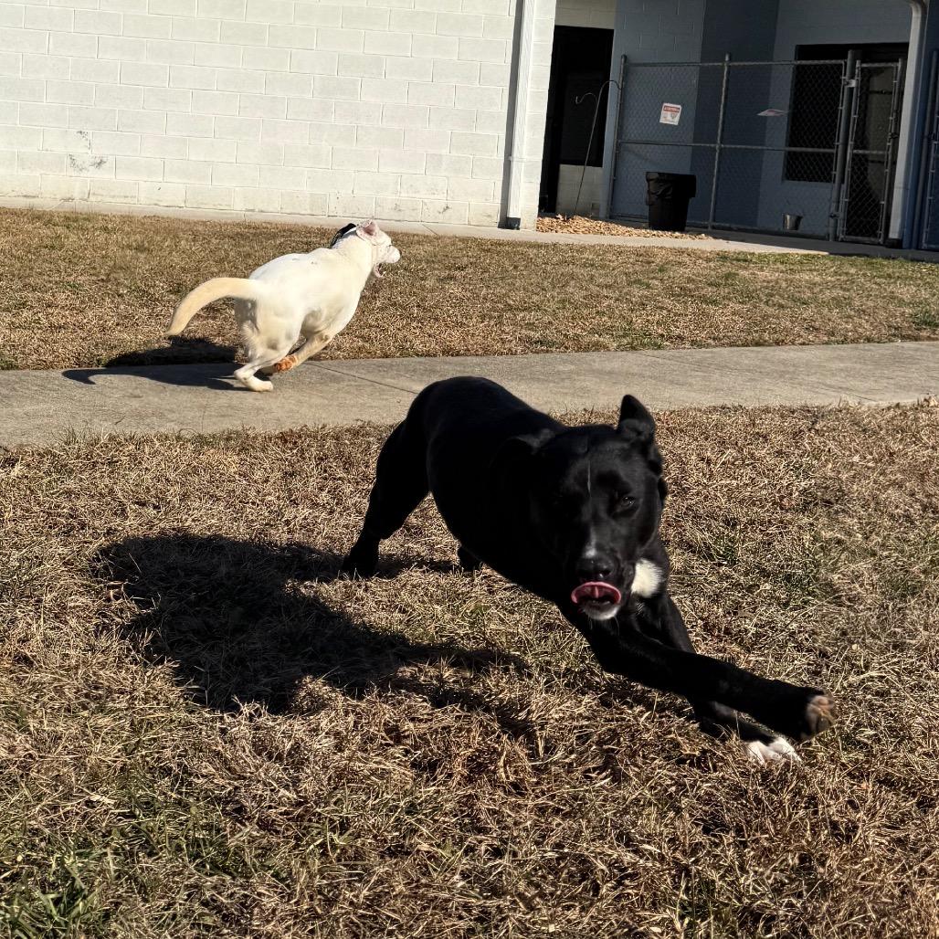 Enlarge Bellarose Bonez, a Adoptable mixed breed in Martinsville, VA image 6/6