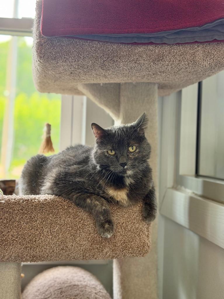 Enlarge Issy, a Adoptable mixed breed in Menomonie, WI image 1/6