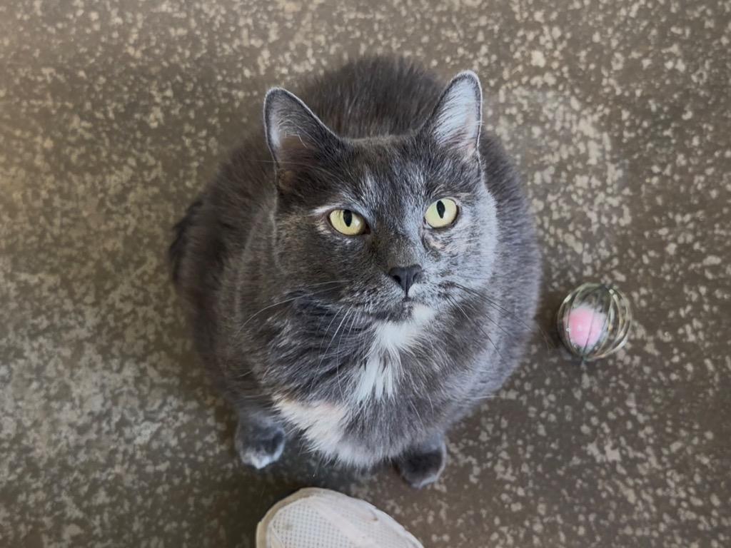 Enlarge Issy, a Adoptable mixed breed in Menomonie, WI image 2/6