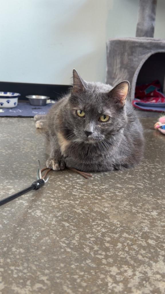 Enlarge Issy, a Adoptable mixed breed in Menomonie, WI image 3/6