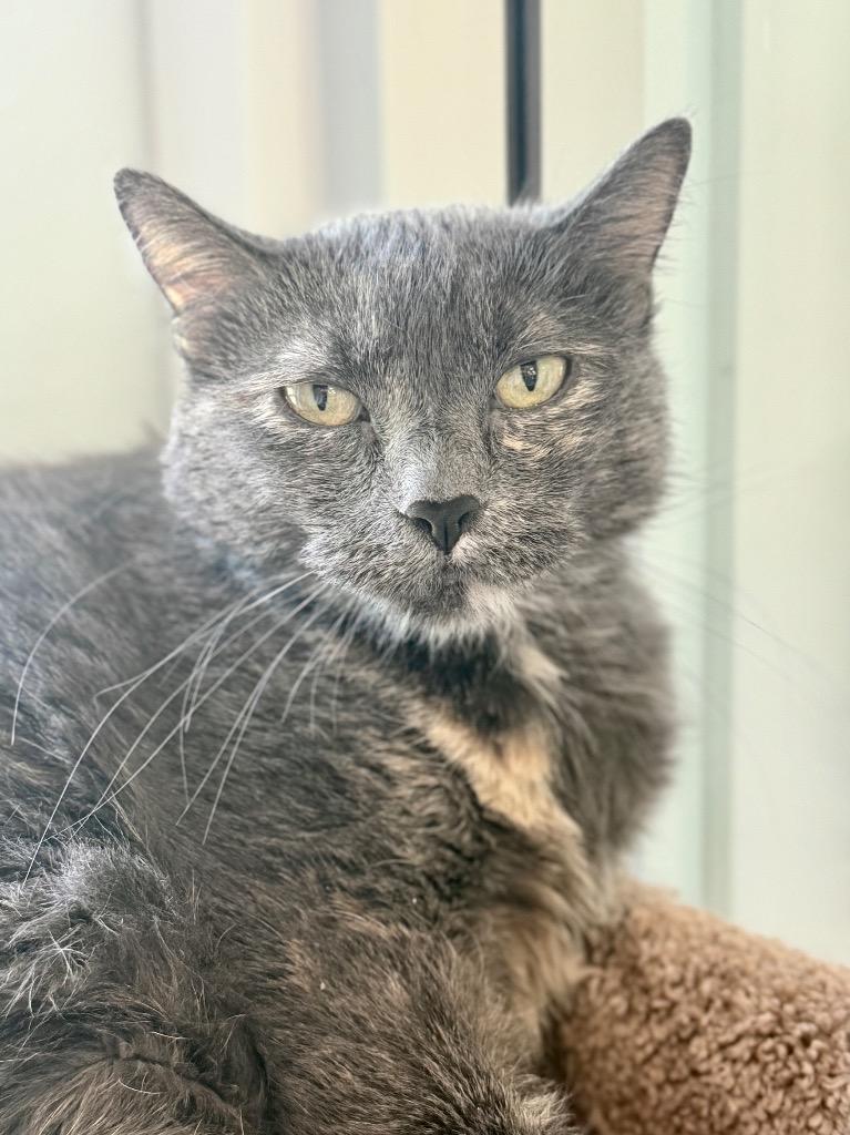 Enlarge Issy, a Adoptable mixed breed in Menomonie, WI image 4/6