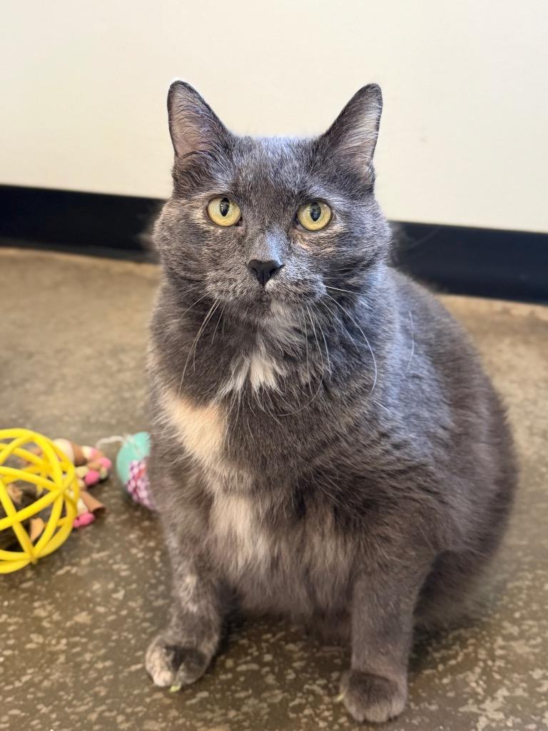 Enlarge Issy, a Adoptable mixed breed in Menomonie, WI image 5/6