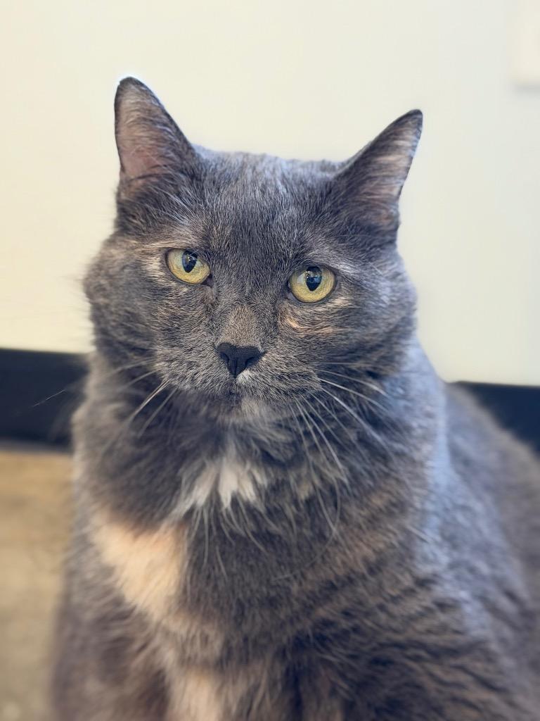 Enlarge Issy, a Adoptable mixed breed in Menomonie, WI image 6/6