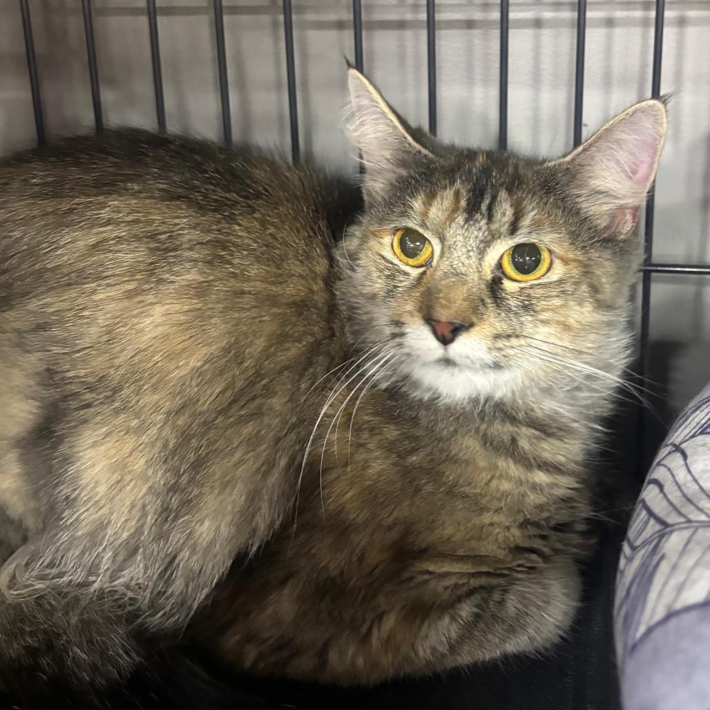 Enlarge Dolly Purrton, a Adoptable Domestic Long Hair in Woodbury, NJ image 1/2
