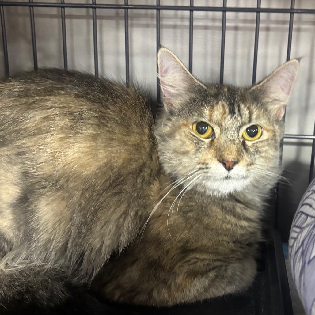 Enlarge Dolly Purrton, a Adoptable Domestic Long Hair in Woodbury, NJ image 2/2