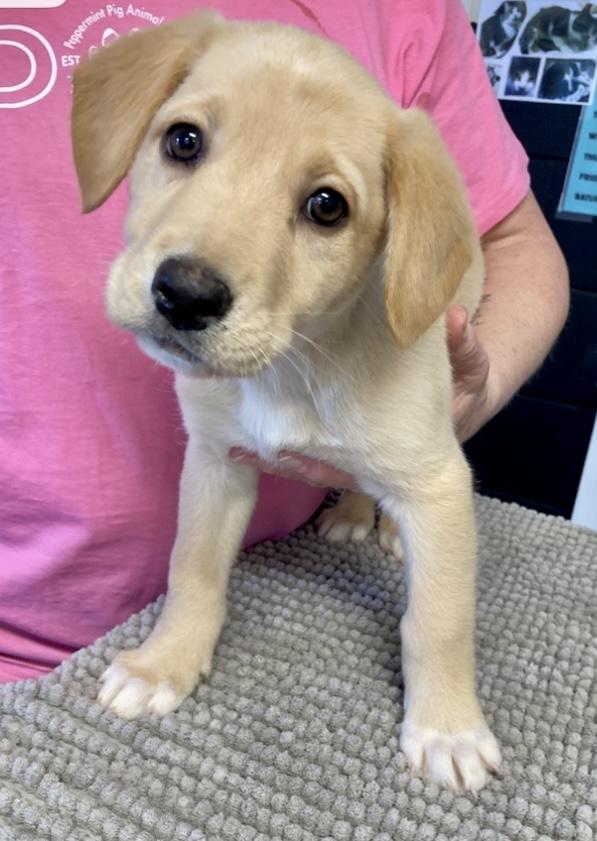 Cotton - Female C puppy, an adopted mixed breed in Cincinnati, OH image 2/6