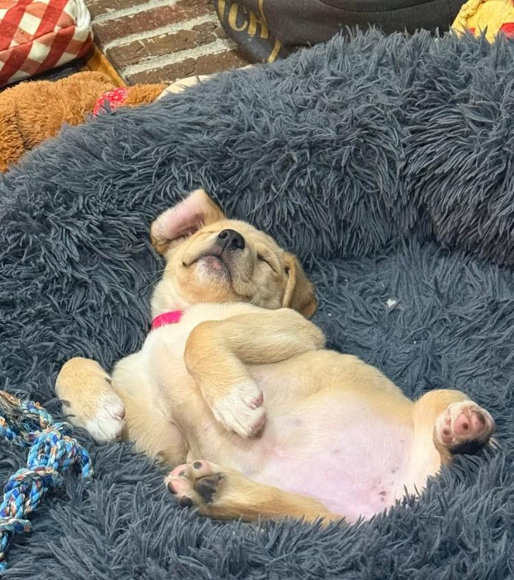 Cotton - Female C puppy, an adopted mixed breed in Cincinnati, OH image 3/6