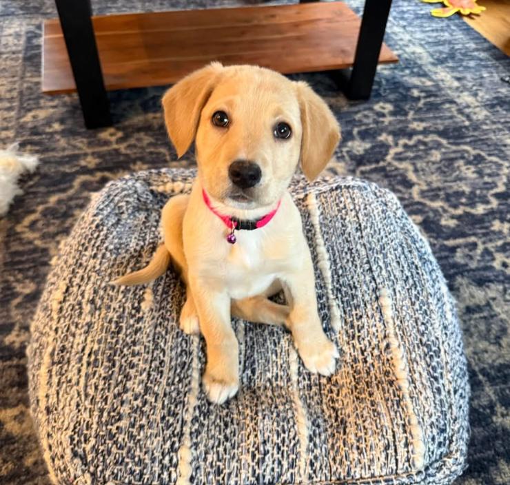 Cotton - Female C puppy, an adopted mixed breed in Cincinnati, OH image 1/6