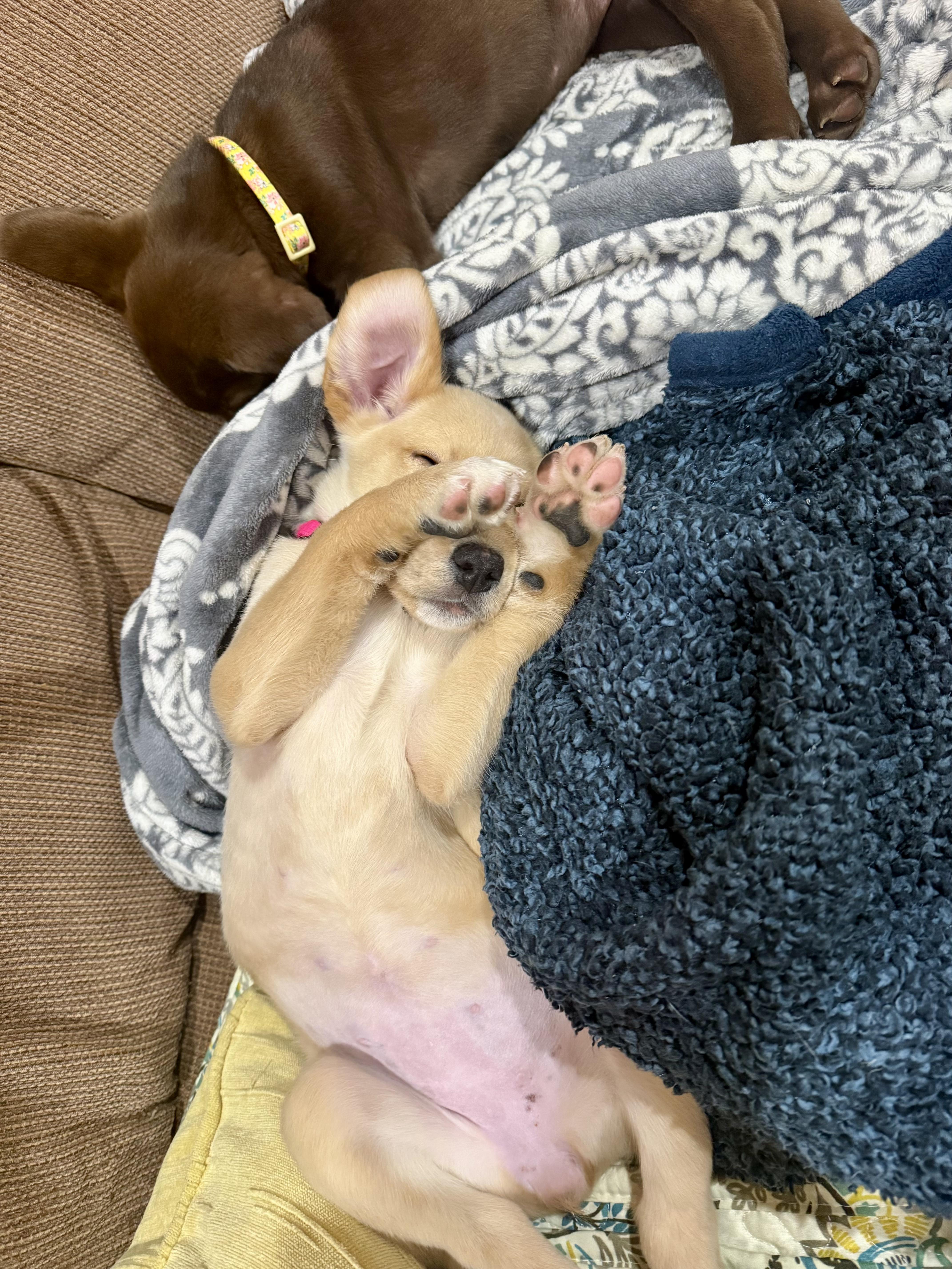 Cotton - Female C puppy, an adopted mixed breed in Cincinnati, OH image 4/6