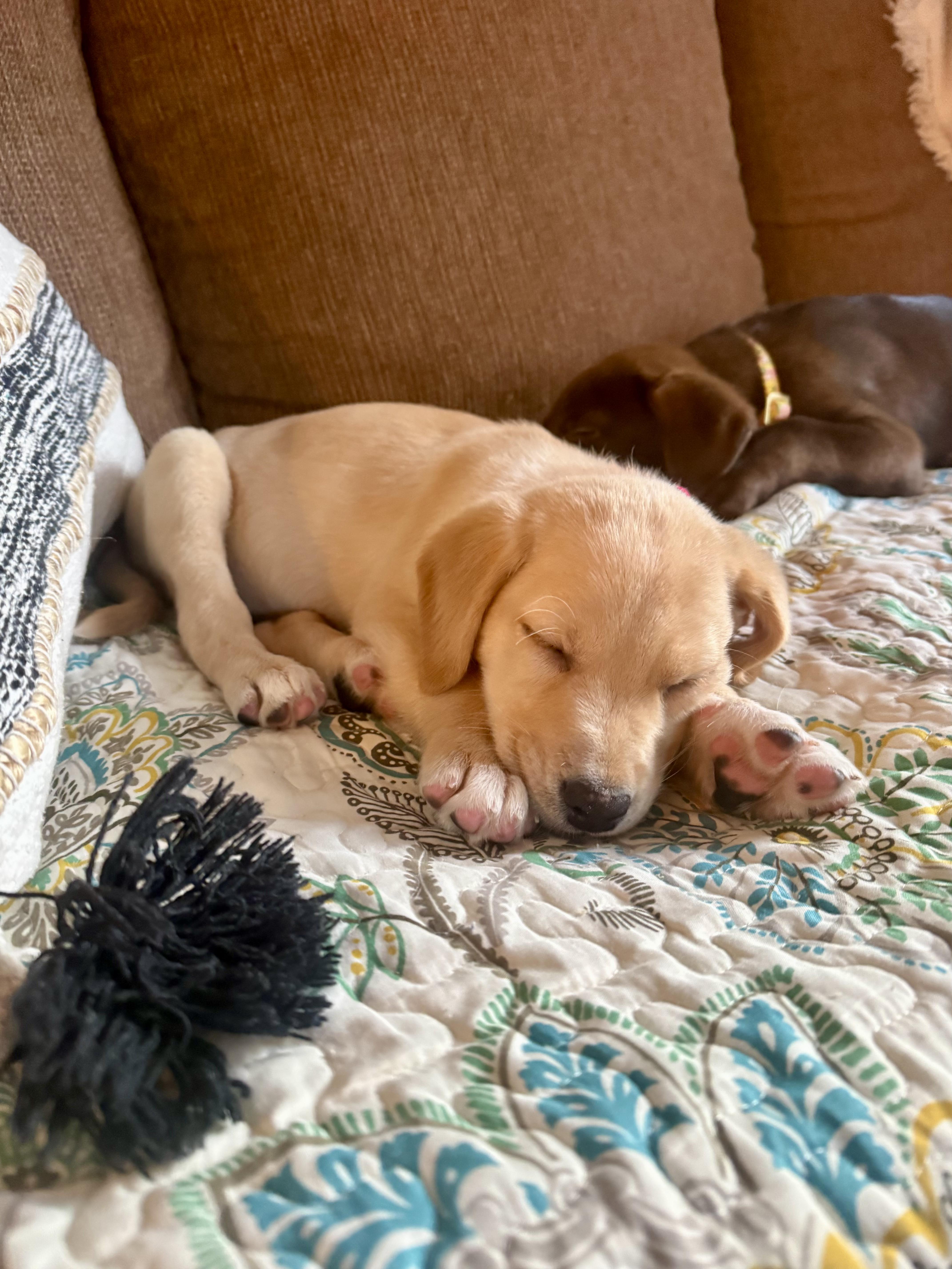 Cotton - Female C puppy, an adopted mixed breed in Cincinnati, OH image 5/6