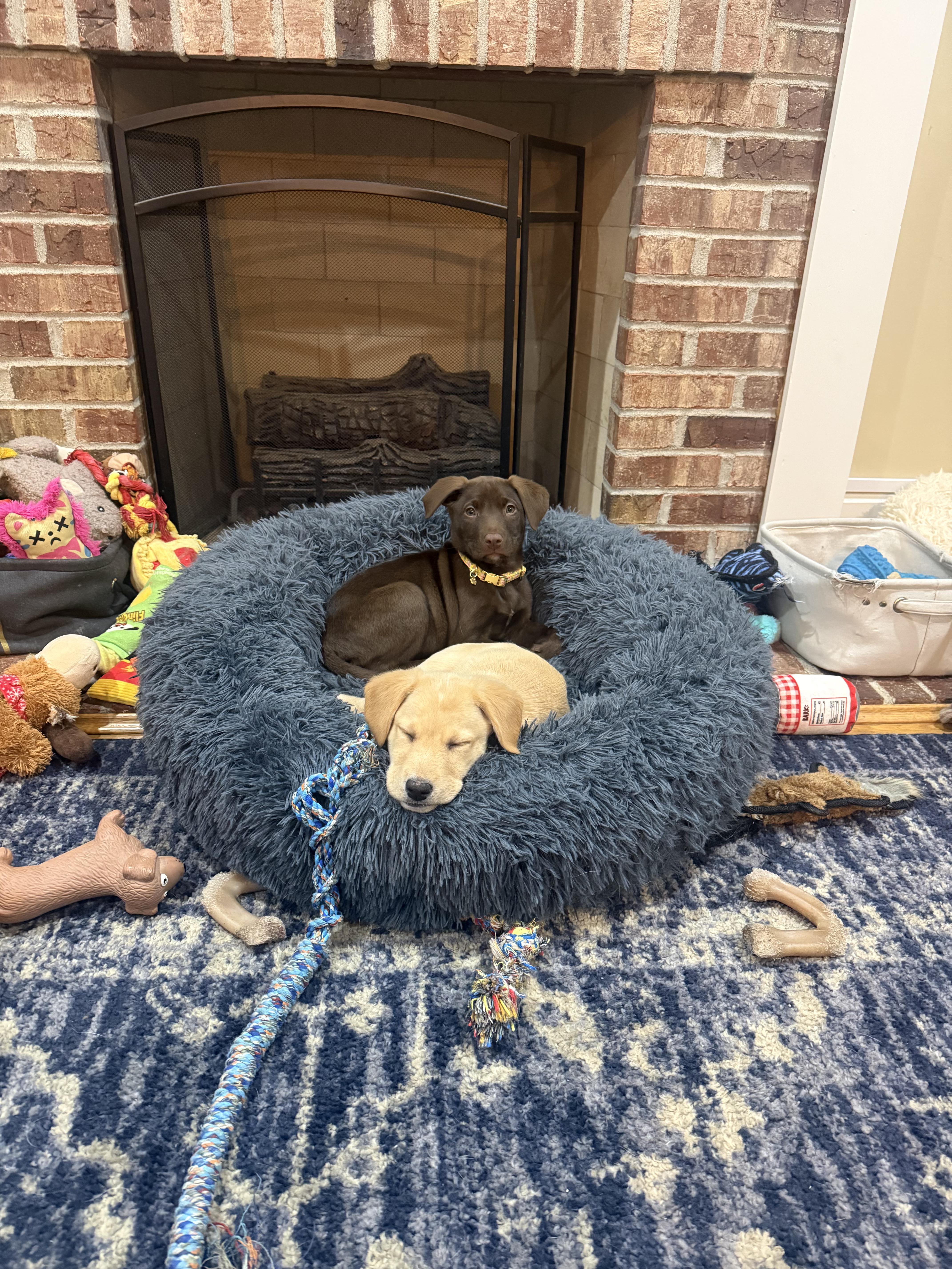 Cotton - Female C puppy, an adopted mixed breed in Cincinnati, OH image 6/6